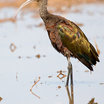 White-faced Ibis